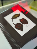 Cherry Skull | art print